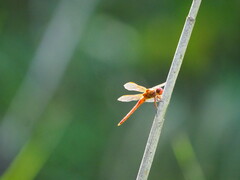 Libellula