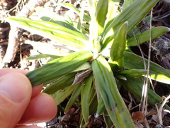 Celmisia spectabilis spectabilis