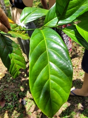 Coffea liberica