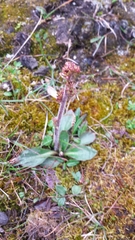 Micranthes hieraciifolia