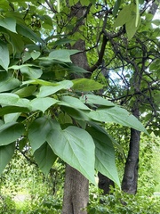 Catalpa