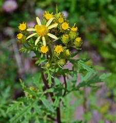 Senecio eremophilus