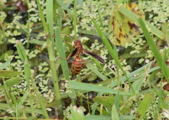 Polistes bellicosus