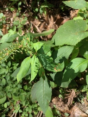 Lysimachia clethroides