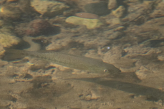 Micropterus