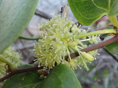 Smilax australis
