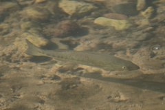 Micropterus
