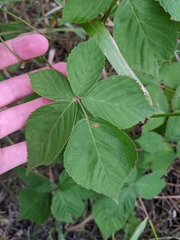 Rubus frondosus