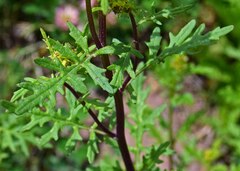 Senecio eremophilus