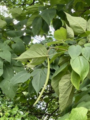 Catalpa