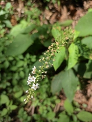 Lysimachia clethroides