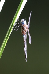 Rhionaeschna multicolor