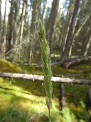 Leymus innovatus