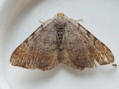 Macaria minorata