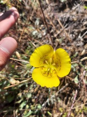 Calochortus luteus