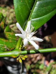 Coffea liberica