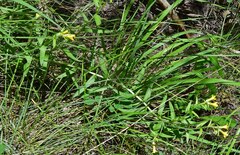 Lithospermum multiflorum