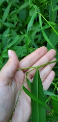 Persicaria hydropiper