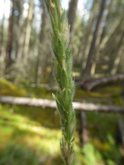 Leymus innovatus