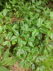 Rhododendron latoucheae