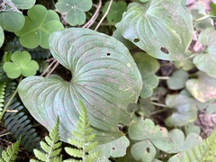 Maianthemum dilatatum