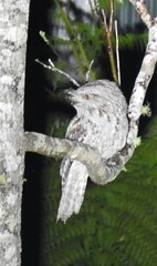 Podargus strigoides