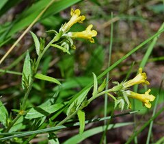 Lithospermum multiflorum