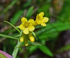 Lithospermum multiflorum