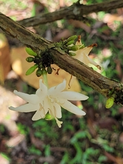 Coffea liberica