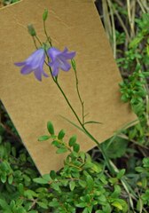 Campanula rotundifolia