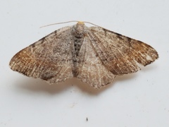 Macaria minorata