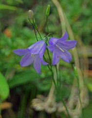 Campanula rotundifolia