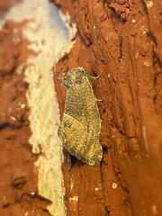 Plagiomimicus spumosum
