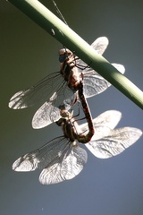 Rhionaeschna multicolor