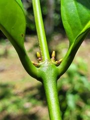 Coffea liberica