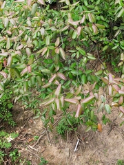 Rhododendron latoucheae