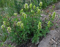 Agastache urticifolia