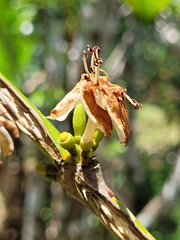 Coffea liberica