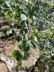 Amelanchier utahensis