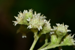 Parthenium tomentosum