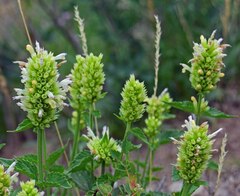 Agastache urticifolia