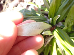 Celmisia spectabilis spectabilis