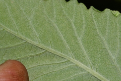 Parthenium tomentosum