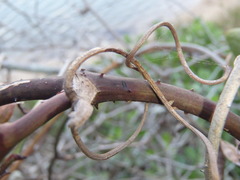 Smilax australis