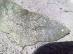 Himeromima aulis