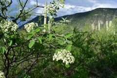 Parthenium tomentosum