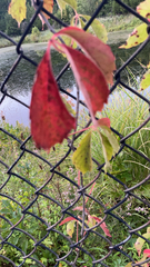 Parthenocissus inserta