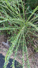 Lespedeza cuneata