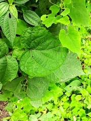 Clerodendrum bungei