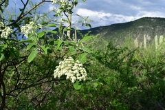 Parthenium tomentosum